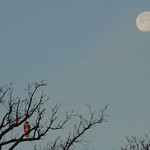 Red-tailed Hawk and the Moon