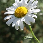 Daisy