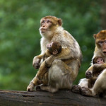 two monkey babies - Barbary Macaques - Berberaffen