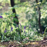 there is a silent eloquence in every wild bluebell ~ anne bronte
