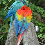 Macaws
