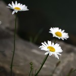 "Three Daisies"