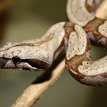 Boa constrictor constrictor