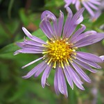 Aster