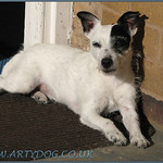 Jack Russell Terrier Portrait IV - Dee Dee