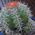 Melocactus