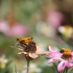 Skipper Butterfly of Fall