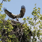 Osprey bringing home lunch