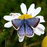 The Female Common Blue Butterfly