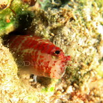 Blenny
