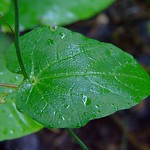 Creeping Cucumber leaves_Gometi_गोमेटी_Solena amplexicaulis_Cucurbitaceae_2010 July_cec_3 e