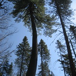 giant pines