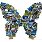 Butterfly Collage
