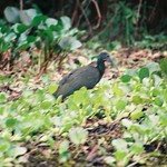 Green ibis