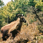 Wild Himalayan Thar (Blue Sheep)