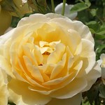 Rose Day Lundhurst 6-6-1020100606_123732_002_edited-2