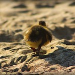 Sorry...I'm a little behind...