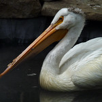 American White Pelican