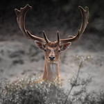 Male deer posing...