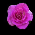 Passionate Pink Rose - D2X-7-29-10_DSC1312_58907