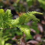 Metasequoia 'Waasland'