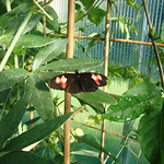 Heliconius melpomene - Sonnenbad am Morgen