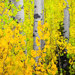 Aspen Autumn, South Sierra Wilderness