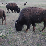 Where the Buffalo Roam...