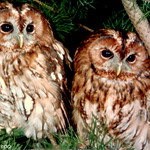 young owls