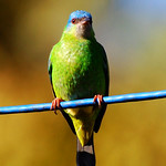 Sa&iacute;-azul-f&ecirc;mea (dacnis cayana) - Comemorando 50.000 visualiza&ccedil;&otilde;es desta galeria...Obrigado amigos!
