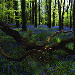Bluebells
