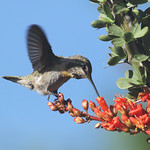 Red Bonanza -- Anna's Hummingbird -- Female (Calypte anna); Catalina, AZ [Lou Feltz]