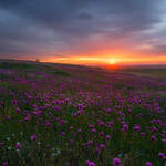 Glowing Through Sunset