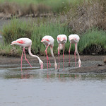 Phoenicopterus roseus