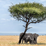 Elephant family in the Masai Mara