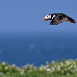 Puffin on Inner Farne Island May 2017