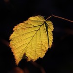 LeafLight