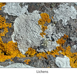 Lichens