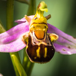 Ophrys apifera, a wild orchid of Andalusia