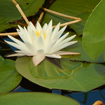 Lily Pad