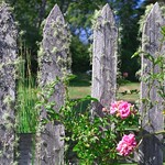 Fence Roses and Moss 2569 A
