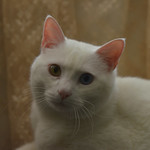 1-DSC_7286 Seifer, my new 9 year old cat , 7 kilos of beauty !