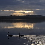 CDSC_0063M swans evening