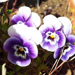 pansies