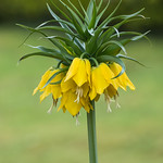 Crown imperial / Fritillaria imperialis