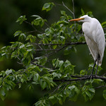 Great egret.