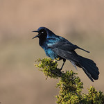 Male Boat-tailed Grackle