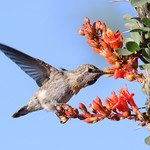 Anna's Hummingbird -- Female (Calypte anna); Catalina, AZ [Lou Feltz]