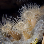 Anemones for the lady (Diadumene cincta)
