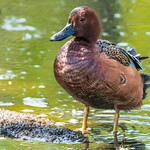 Cinnamon Teal